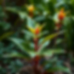 Healthy Yuka plant thriving in a tropical environment