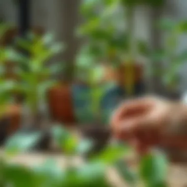 Yuka propagation techniques demonstrated with cuttings